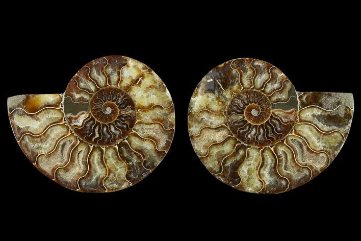 Agatized Ammonite Fossil - Beautiful Preservation #129997